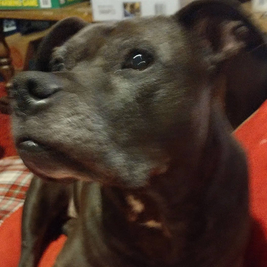 Zoey joined the competition — help win amazing prizes! canidae, carnivore, collar, companion_dog, dog, dog_breed, dog_collar, ear, fawn, fur, giant_dog_breed, guard_dog, liver, pet_supply, selfie, snout, sporting_group, whiskers, working_animal, working_dog