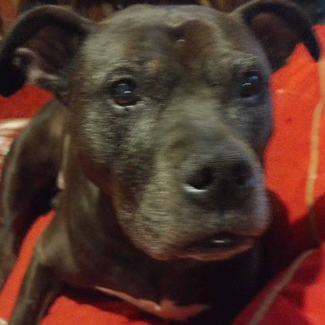 Zoey is registered to the contest to win money with this photo: ancient_dog_breeds, canidae, carnivore, collar, companion_dog, dog, dog_breed, dog_collar, ear, fawn, head, mexican_hairless_dog, non_sporting_group, pet_supply, snout, sporting_group, terrestrial_animal, whiskers, working_animal, working_dog