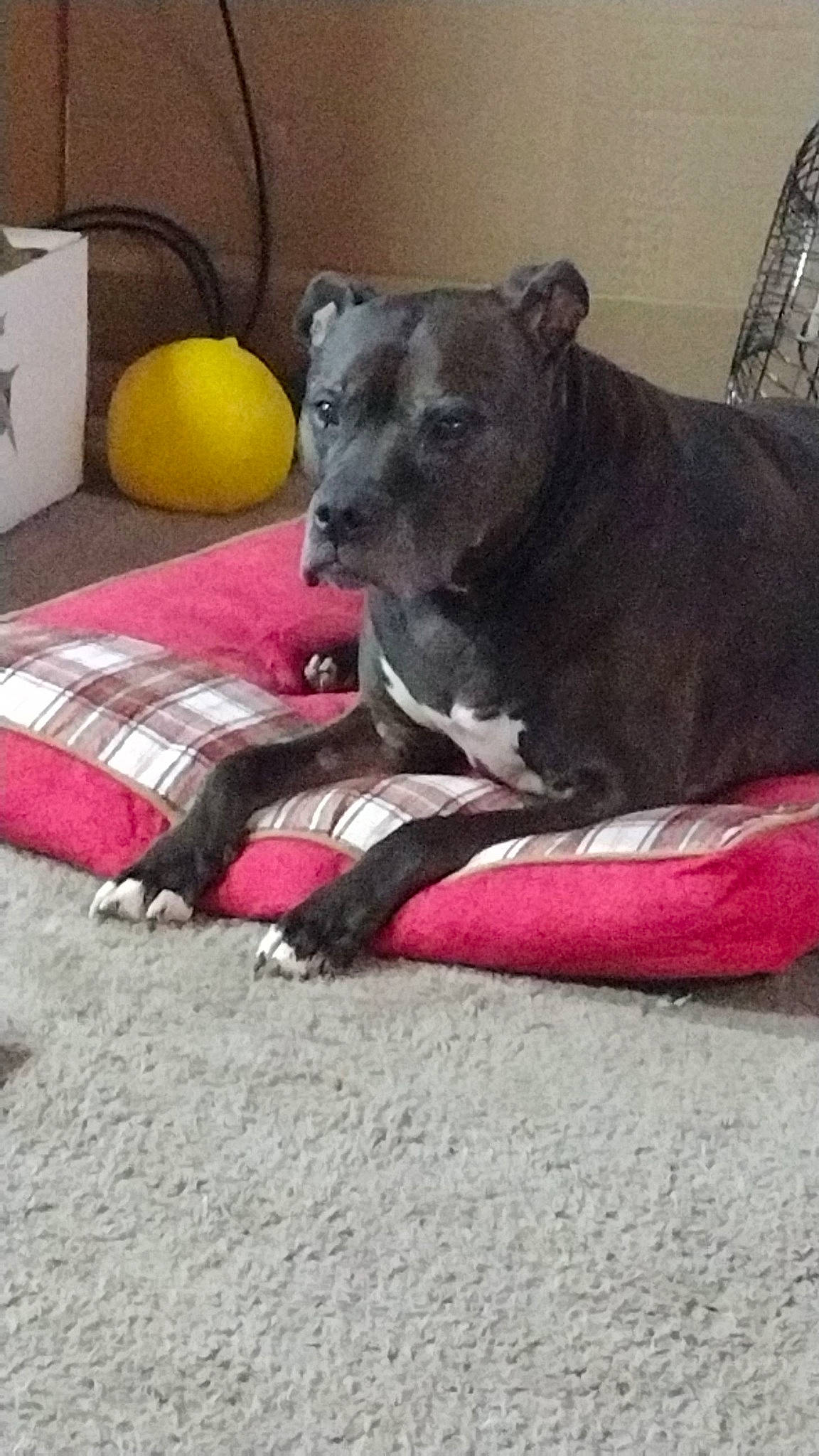 Zoey joined the competition — help win amazing prizes! bed, canidae, carnivore, collar, comfort, companion_dog, dog, dog_breed, dog_supply, fawn, flooring, grey, linens, magenta, room, snout, sporting_group, terrestrial_animal, toy, working_animal