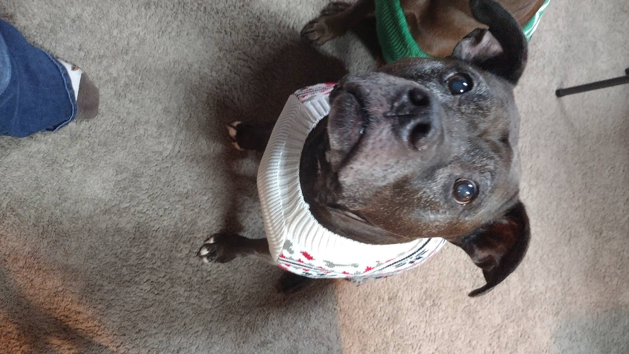 Zoey is registered to the contest to win money with this photo: canidae, carnivore, collar, companion_dog, dog, dog_breed, dog_collar, dog_supply, ear, fashion_accessory, fawn, fur, guard_dog, leash, paw, pet_supply, snout, sporting_group, whiskers, working_animal