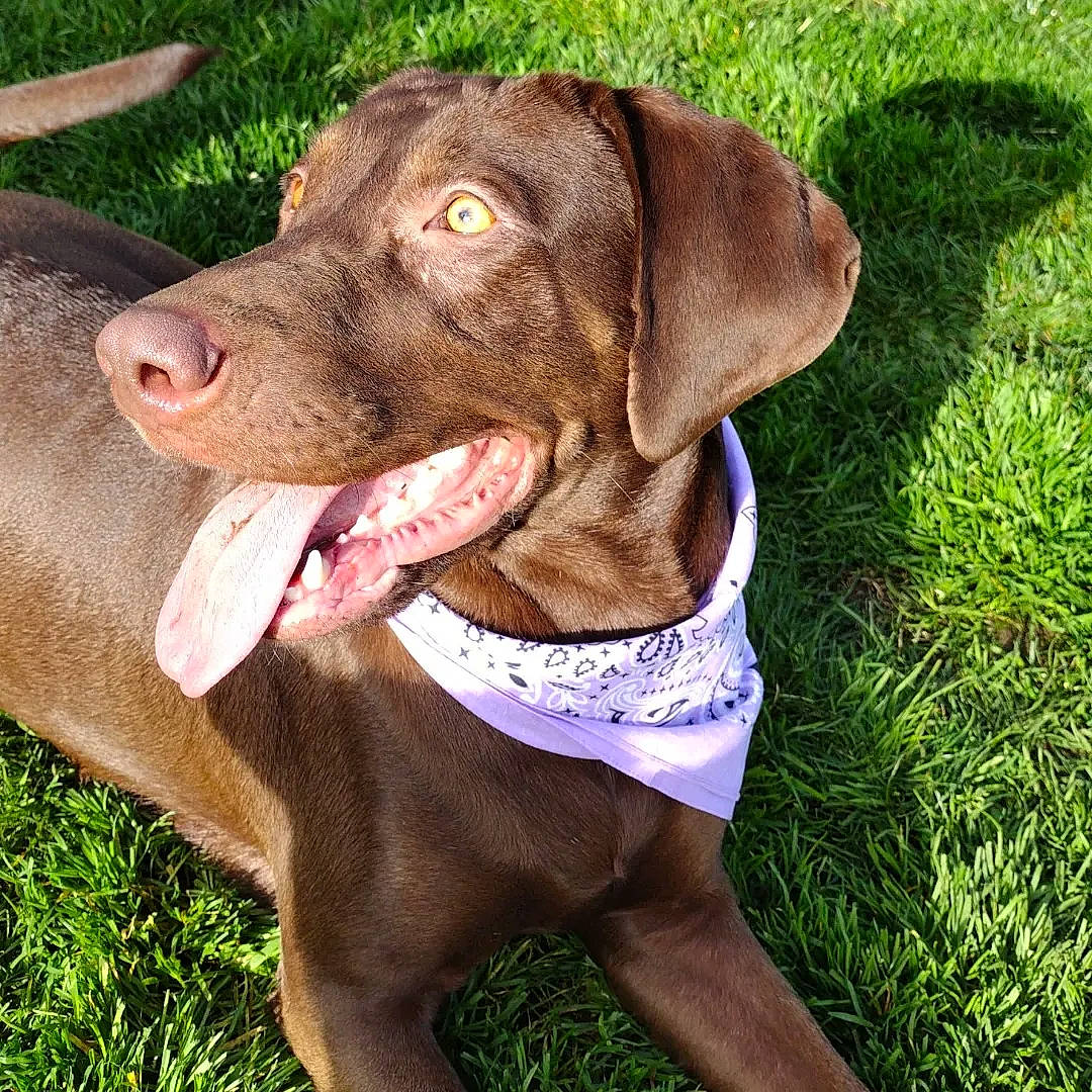 Bourbon joined the competition — help win amazing prizes! canidae, carnivore, collar, companion_dog, dog, dog_breed, dog_collar, dog_supply, fashion_accessory, fawn, grass, gun_dog, leash, liver, pet_supply, plant, snout, sporting_group, whiskers, working_animal