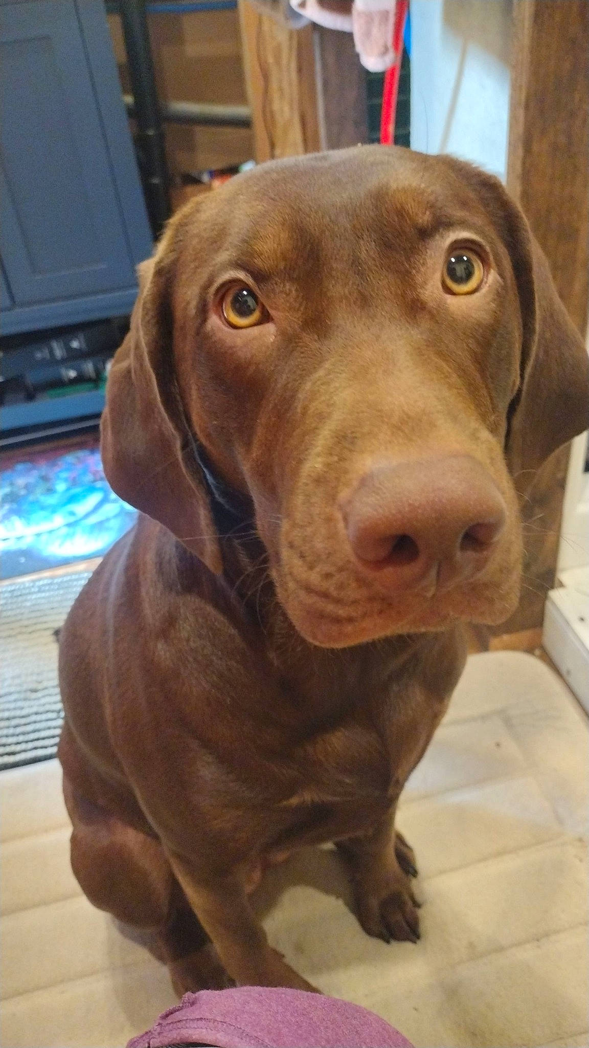 Bourbon is registered to the contest to win money with this photo: canidae, carnivore, companion_dog, dog, dog_breed, dog_collar, fawn, flooring, fur, gun_dog, hardwood, home_appliance, hunting_dog, liver, pointing_breed, snout, sporting_group, whiskers, wood, working_animal