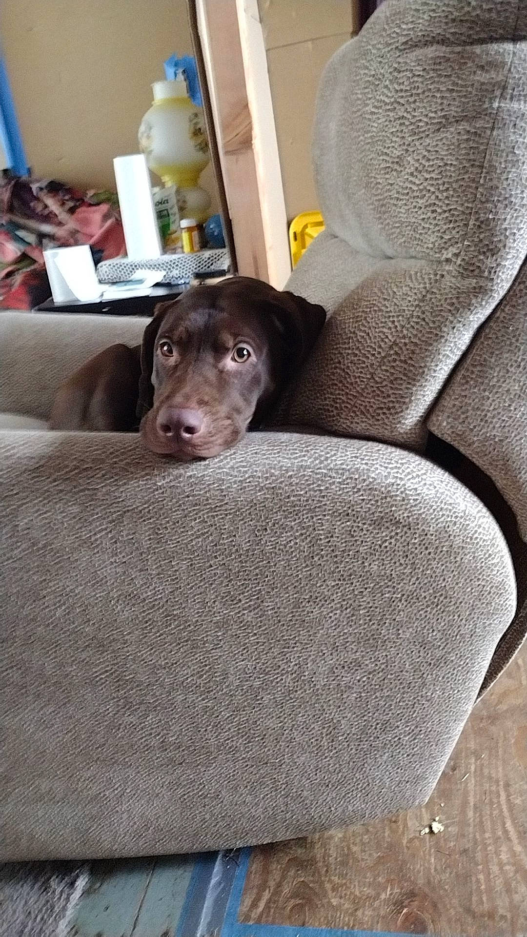 Bourbon is registered to the contest to win money with this photo: cabinetry, canidae, carnivore, comfort, companion_dog, couch, dog, dog_breed, dog_supply, flooring, fur, grey, guard_dog, liver, living_room, pet_supply, room, sporting_group, working_animal