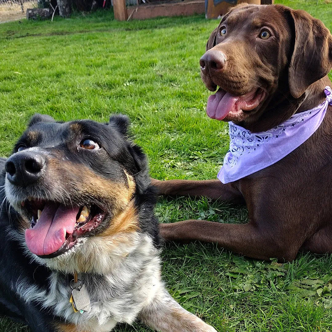 Bourbon is registered to the contest to win money with this photo: canidae, carnivore, collar, companion_dog, dog, dog_breed, dog_collar, dog_supply, fawn, fur, grass, happy, leash, liver, plant, recreation, snout, sporting_group, working_animal, working_dog