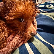 Mildred joined the competition — help win amazing prizes! dog, wet_fur, curly_fur, close_up, blanket, striped_blanket, bedroom, towel, brown_dog, pet, indoor, resting, fur_texture, looking_sideways, cute, animal, domestic_animal, fur, snout, bed