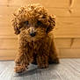 puppy, dog, brown, curly_hair, floor, wooden_floor, wooden_wall, pet, indoor, cute, animal, fur, small_dog, walking, looking, young, adorable, close_up, portrait, domestic