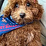 dog, puppy, poodle, brown, curly_fur, bandana, pet_smart, pink_bows, close_up, cute, pet, animal, fur, eyes, sitting, lap, indoors, person, clothing, comfortable