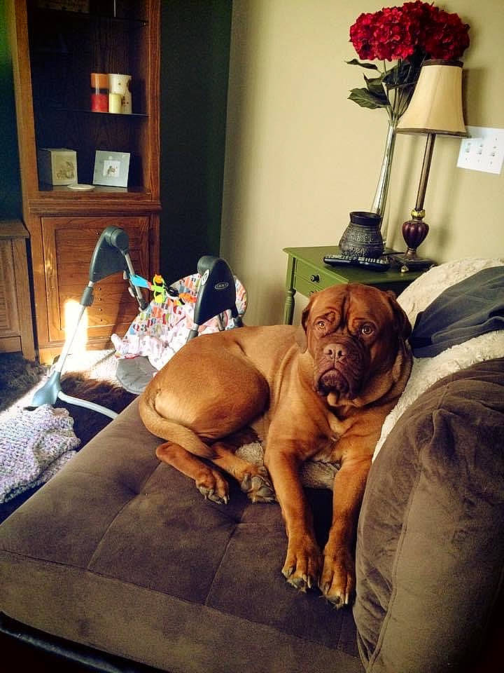 Hazel joined the competition — help win amazing prizes! carnivore, cloud, comfort, companion_dog, dog, dog_breed, fawn, floor, flooring, flower, house, lamp, linens, picture_frame, plant, sporting_group, tints_and_shades, toy, wood, working_animal