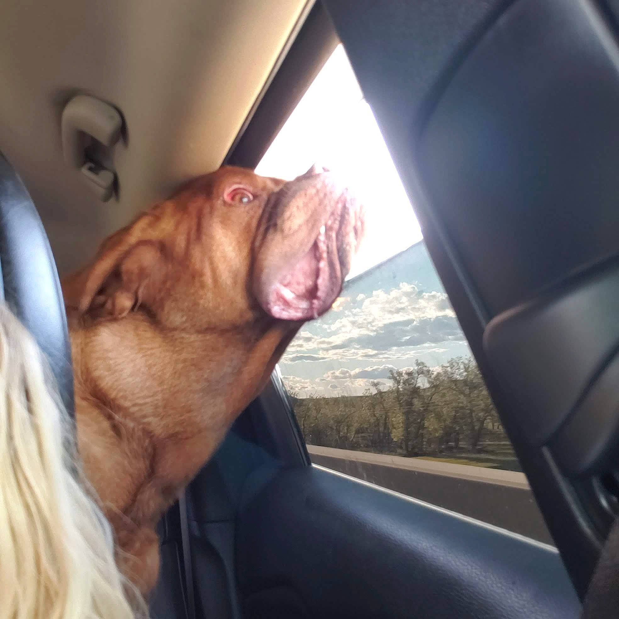Hazel is registered to the contest to win money with this photo: automotive_exterior, automotive_mirror, car, carnivore, comfort, companion_dog, dog, dog_breed, fawn, liver, mammal, rear_view_mirror, sky, snout, vehicle_door, vertebrate, whiskers, window, working_animal, wrinkle