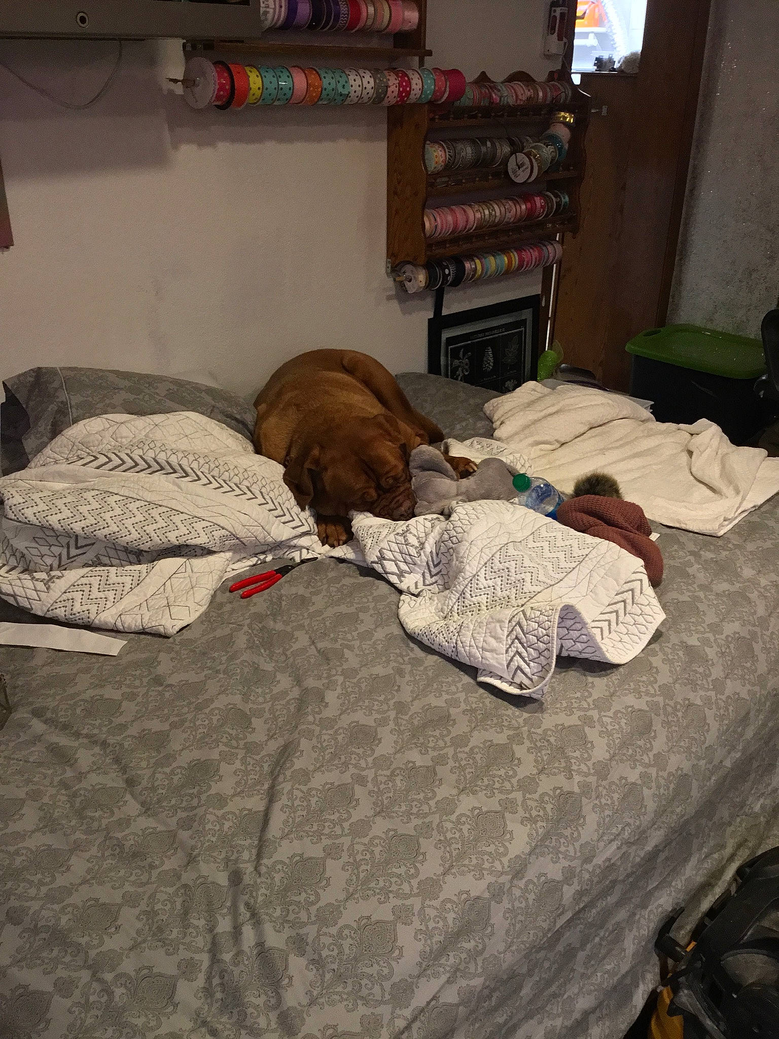 Hazel joined the competition — help win amazing prizes! bed, bed_frame, bed_sheet, bedding, bedroom, canidae, carnivore, comfort, companion_dog, dog, duvet, flooring, hardwood, linens, picture_frame, room, sporting_group, television, textile, wood