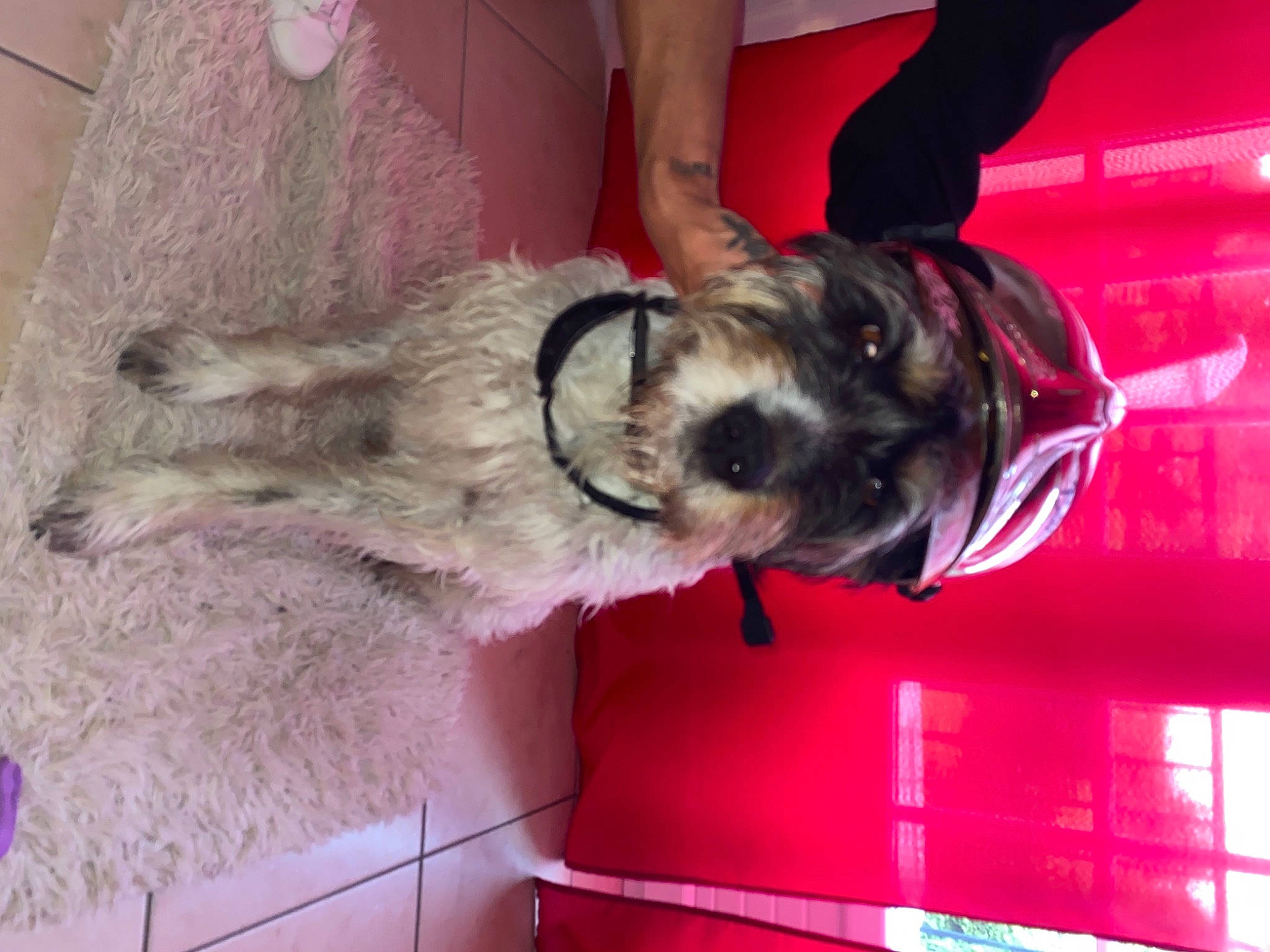 Jeep participe au concours pour gagner de l'argent avec cette photo : canidae, carnivore, collar, companion_dog, dog, dog_breed, dog_collar, fawn, fur, magenta, natural_material, non_sporting_group, pet_supply, snout, sporting_group, tail, working_animal