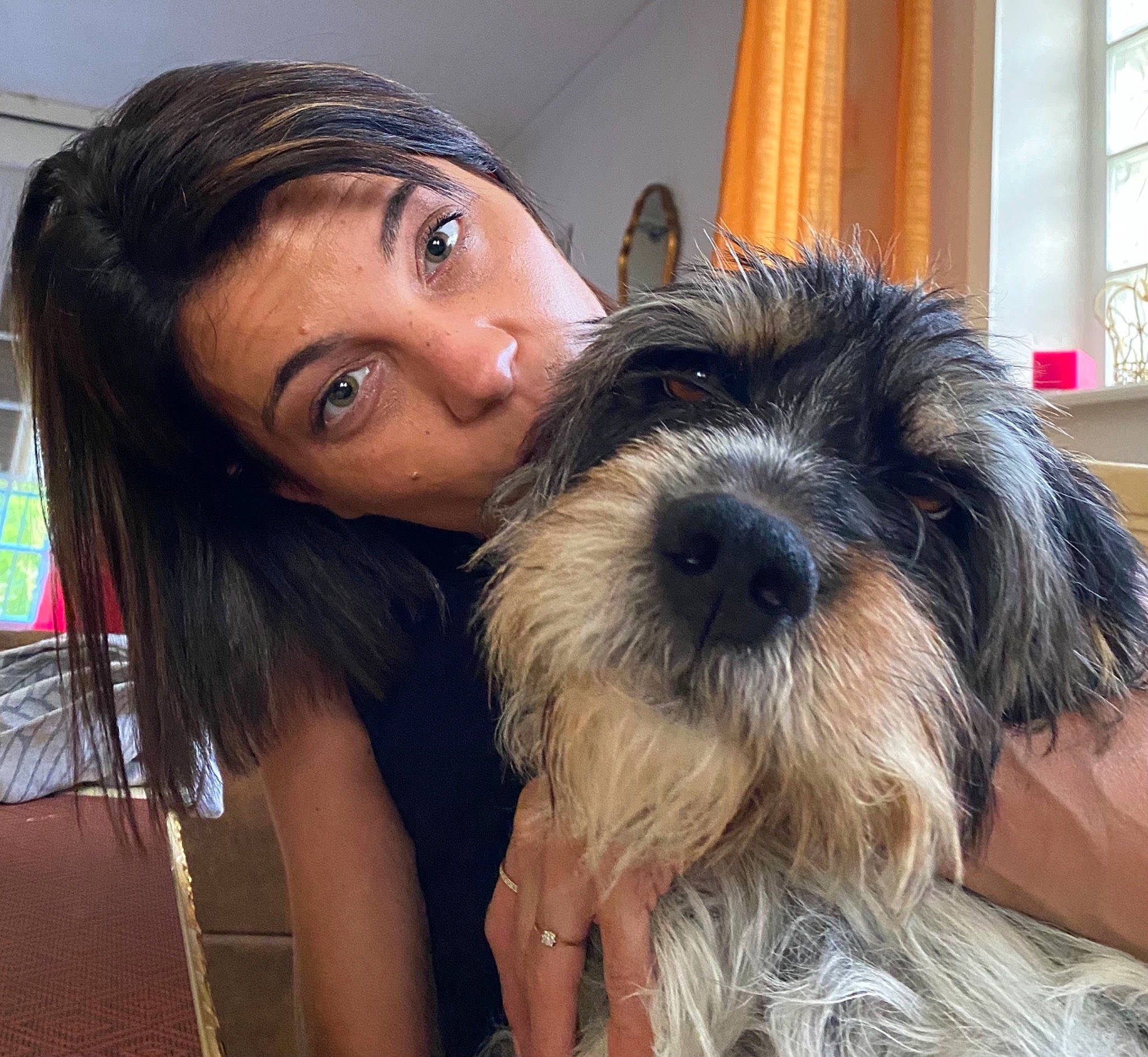 Jeep participe au concours pour gagner de l'argent avec cette photo : black_hair, brown_hair, canidae, carnivore, companion_dog, curtain, dog, dog_breed, ear, fur, happy, iris, liver, small_terrier, snout, sporting_group, terrier, toy_dog, window, working_animal