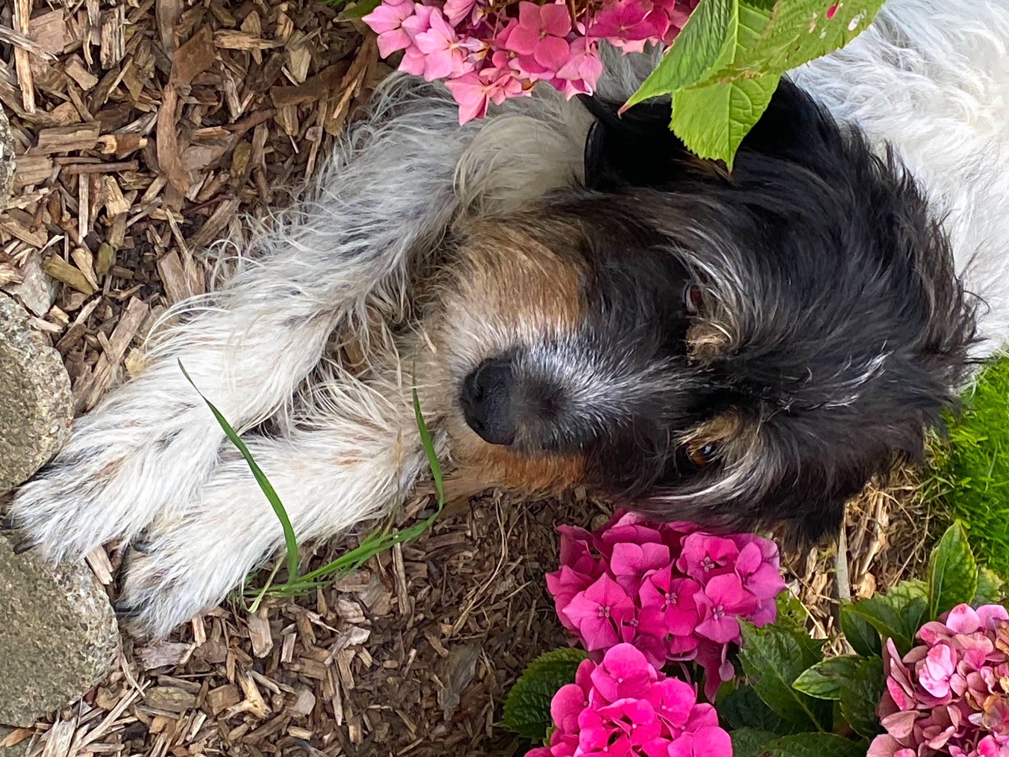 Jeep a rejoint le concours — aidez-le/la à gagner de superbes lots ! annual_plant, botany, canidae, carnivore, companion_dog, dog, dog_breed, flower, fur, grass, groundcover, liver, petal, pink, plant, snout, sporting_group, tail, terrier, toy_dog