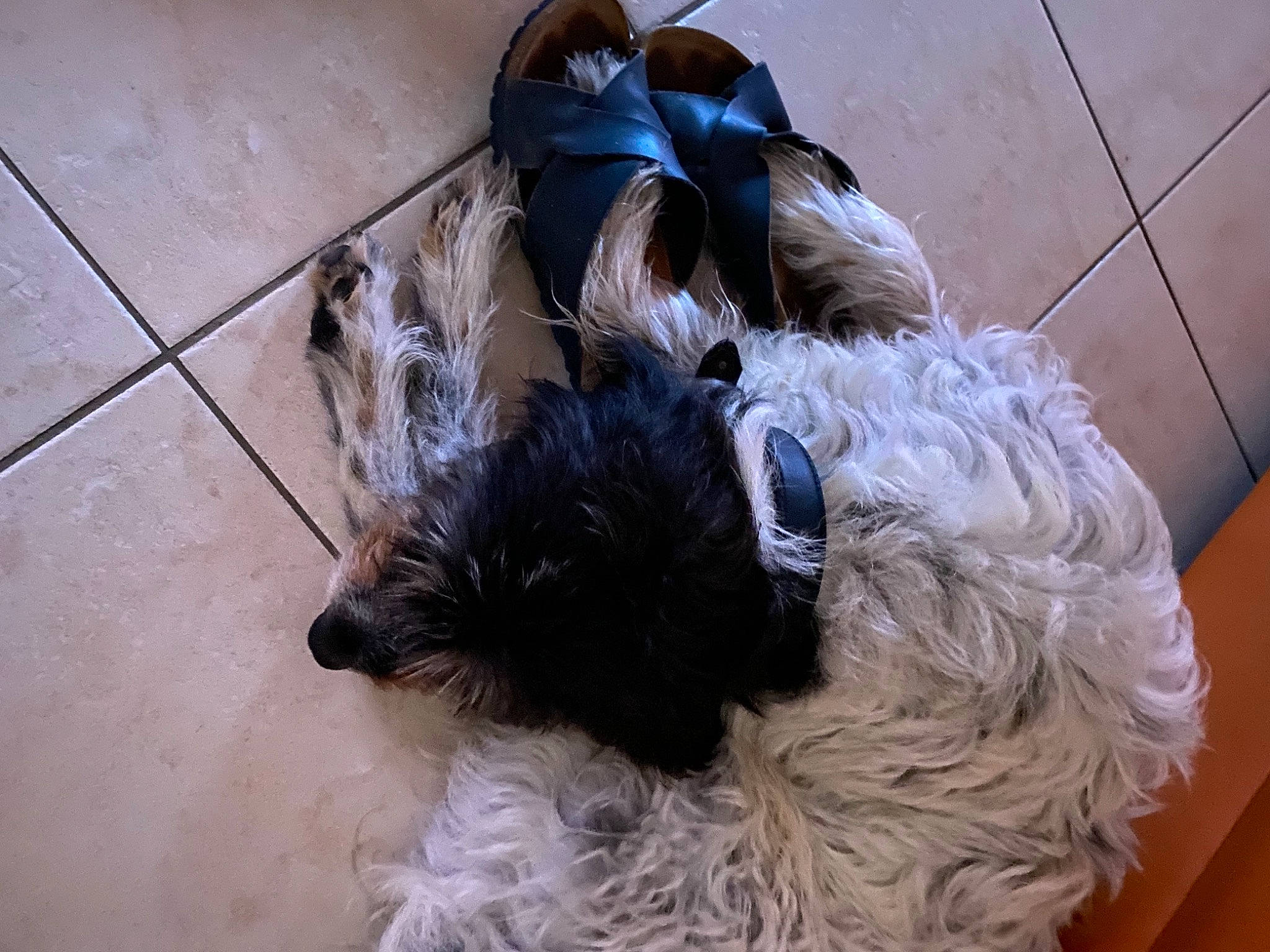 Jeep participe au concours pour gagner de l'argent avec cette photo : canidae, carnivore, companion_dog, dog, dog_breed, dog_collar, fawn, flooring, fur, hardwood, labradoodle, liver, poodle_crossbreed, small_terrier, snout, sporting_group, tail, terrier, toy_dog, working_animal