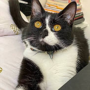 Prada a rejoint le concours — aidez-le/la à gagner de superbes lots ! cat, tuxedo_cat, golden_eyes, pet, indoor, bed, feline, whiskers, black_and_white, collar, curious, close_up, animal, domestic_cat, resting, fur, cute, portrait, household, mammal
