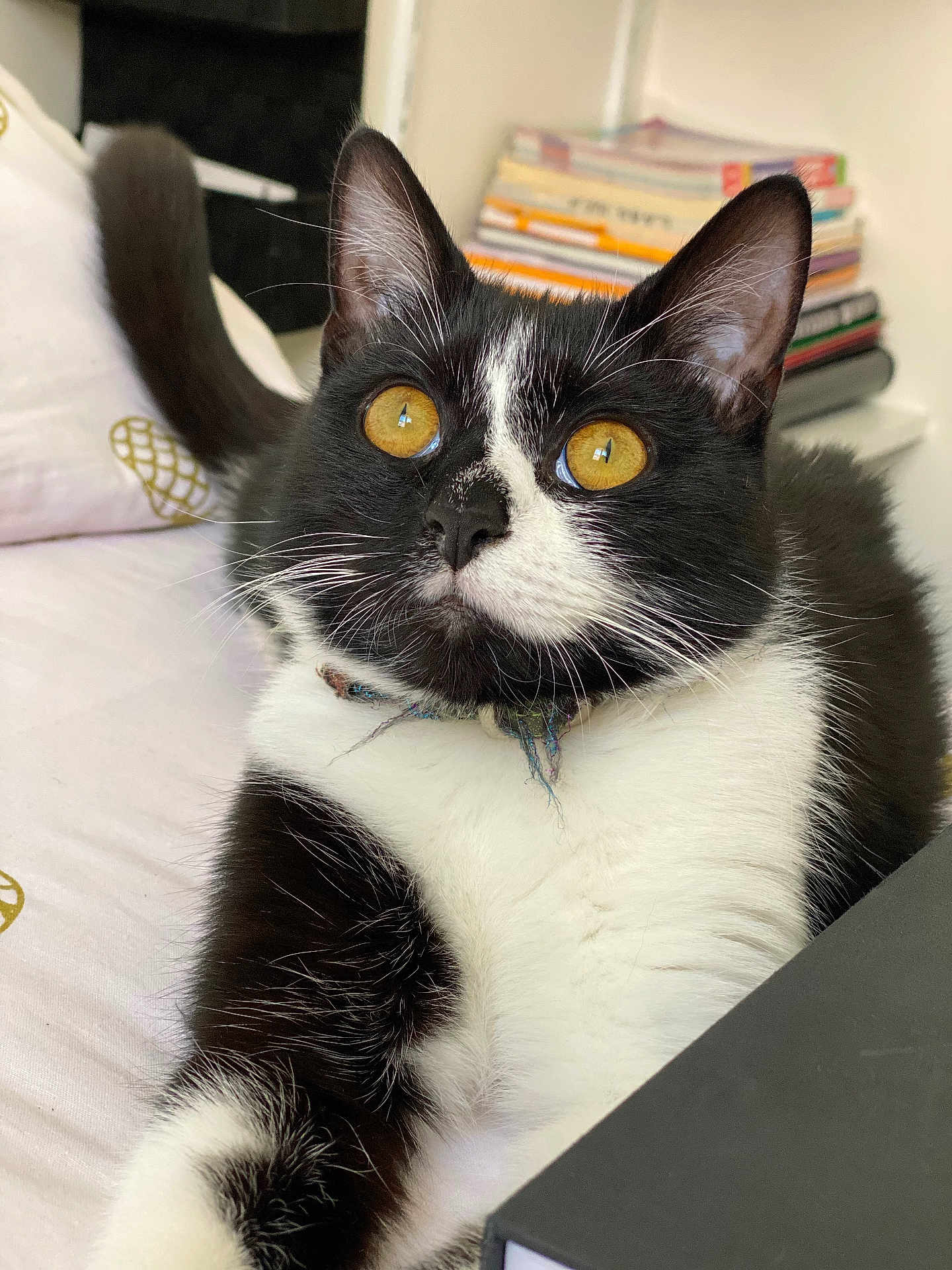 Prada a rejoint le concours — aidez-le/la à gagner de superbes lots ! cat, tuxedo_cat, golden_eyes, pet, indoor, bed, feline, whiskers, black_and_white, collar, curious, close_up, animal, domestic_cat, resting, fur, cute, portrait, household, mammal