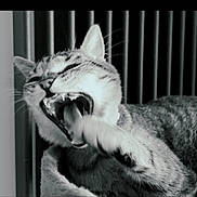 Blue a rejoint le concours — aidez-le/la à gagner de superbes lots ! abyssinian, animal, bodypart, brush, cat, couch, device, electronics, finger, hand, hardware, kitten, manx, mouth, person, pet, siamese, teeth, tongue, tool