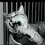 abyssinian, animal, bodypart, brush, cat, couch, device, electronics, finger, hand, hardware, kitten, manx, mouth, person, pet, siamese, teeth, tongue, tool