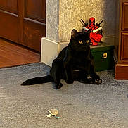 Quill joined the competition — help win amazing prizes! black_cat, cat, toy_mouse, carpet, figurine, deadpool, indoor, wooden_floor, corner, wall, furniture, relaxed, pet, animal, yellow_eyes, sitting, playful, home, decor, figure