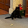 black_cat, cat, toy_mouse, carpet, figurine, deadpool, indoor, wooden_floor, corner, wall, furniture, relaxed, pet, animal, yellow_eyes, sitting, playful, home, decor, figure