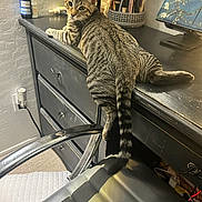 Oliver Quinn joined the competition — help win amazing prizes! tabby_cat, cat, feline, desk, office_chair, drawer, makeup_brushes, cosy, indoor, pet, animal, tail, looking_back, furniture, home_office, black_desk, striped_fur, resting, curious, household