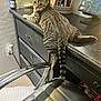 tabby_cat, cat, feline, desk, office_chair, drawer, makeup_brushes, cosy, indoor, pet, animal, tail, looking_back, furniture, home_office, black_desk, striped_fur, resting, curious, household