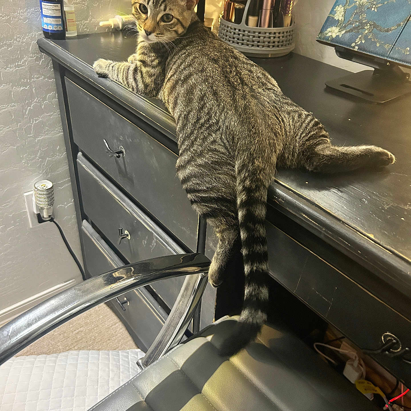 Oliver Quinn joined the competition — help win amazing prizes! animal, black_desk, cat, cosy, curious, desk, drawer, feline, furniture, home_office, household, indoor, looking_back, makeup_brushes, office_chair, pet, resting, striped_fur, tabby_cat, tail