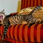 Ollie joined the competition — help win amazing prizes! armchair, cat, chair, cozy, cushion, domestic_animal, furniture, indoor, mammal, mouth_open, paw, pet, relaxed, resting, striped, striped_fabric, tabby, teeth, whiskers, yawning