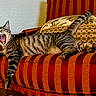 armchair, cat, chair, cozy, cushion, domestic_animal, furniture, indoor, mammal, mouth_open, paw, pet, relaxed, resting, striped, striped_fabric, tabby, teeth, whiskers, yawning