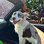 Dusty is registered to the contest to win money with this photo: animal, blue_eyes, canine, car, companion, daytime, dog, fur, happy, machinery, nature, outdoor, pet, seat, smiling, sunlight, transportation, trees, vehicle_interior, window
