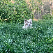 Dusty is registered to the contest to win money with this photo: animal, bushes, canine, daylight, dog, field, flora, fur, grass, greenery, landscape, nature, outdoor, park, peaceful, pet, quiet, sunlight, trees, wildlife