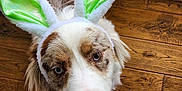 Dusty joined the competition — help win amazing prizes! animal, brown_and_white, bunny_ears, canine, close_up, costume, curious, cute, dog, domestic_animal, ears, expression, face, floor, indoor, looking_up, natural_light, pet, window, wooden_floor