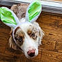 animal, brown_and_white, bunny_ears, canine, close_up, costume, curious, cute, dog, domestic_animal, ears, expression, face, floor, indoor, looking_up, natural_light, pet, window, wooden_floor