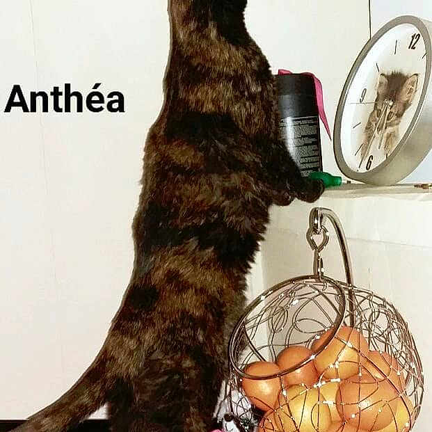 Anthea
