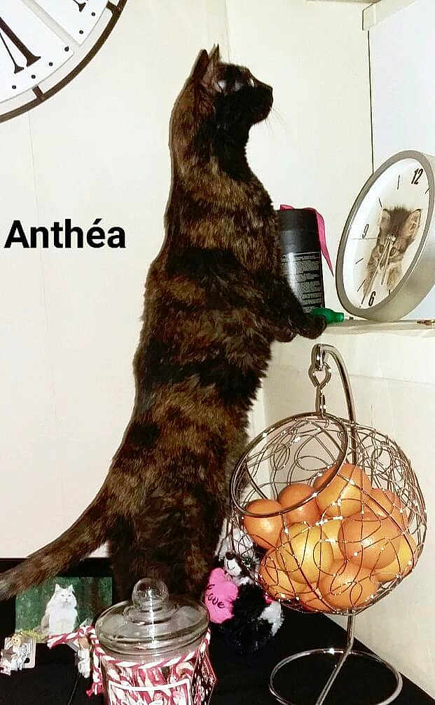 Anthea