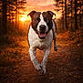 animal, canine, close_up, dirt, dog, forest, golden_hour, happy, motion, nature, outdoor, paws, pet, portrait, running, smiling, sunset, tongue_out, trail, trees