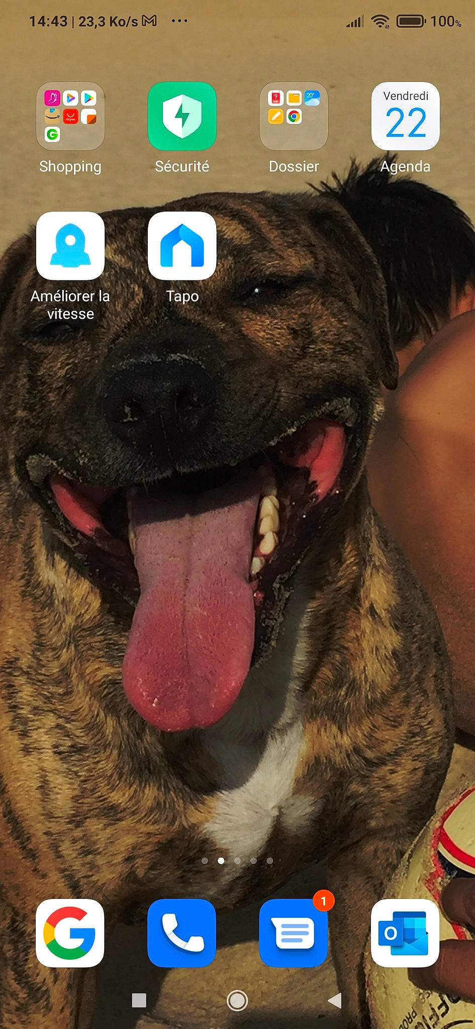 Maïcky a rejoint le concours — aidez-le/la à gagner de superbes lots ! canidae, carnivore, collar, companion_dog, dog, dog_breed, dog_collar, ear, fang, fawn, fur, giant_dog_breed, liver, paw, snout, sporting_group, terrestrial_animal, whiskers, working_animal, working_dog