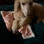 Copper joined the competition — help win amazing prizes! accessory, bed, blanket, calm, candy_cane_pattern, close_up, cozy, dog, dog_bone_pattern, fur, groomed, indoor, nails, paws, pearl_necklace, pet, pink_blanket, poodle, portrait, toy