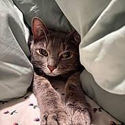 Mishti And Horchata is registered to the contest to win money with this photo: animal, bed, blanket, cat, close_up, cozy, cute, ears, feline, floral_pattern, fur, gray_cat, indoor, paws, pet, relaxed, resting, sheet, sleepy, whiskers