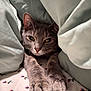 animal, bed, blanket, cat, close_up, cozy, cute, ears, feline, floral_pattern, fur, gray_cat, indoor, paws, pet, relaxed, resting, sheet, sleepy, whiskers