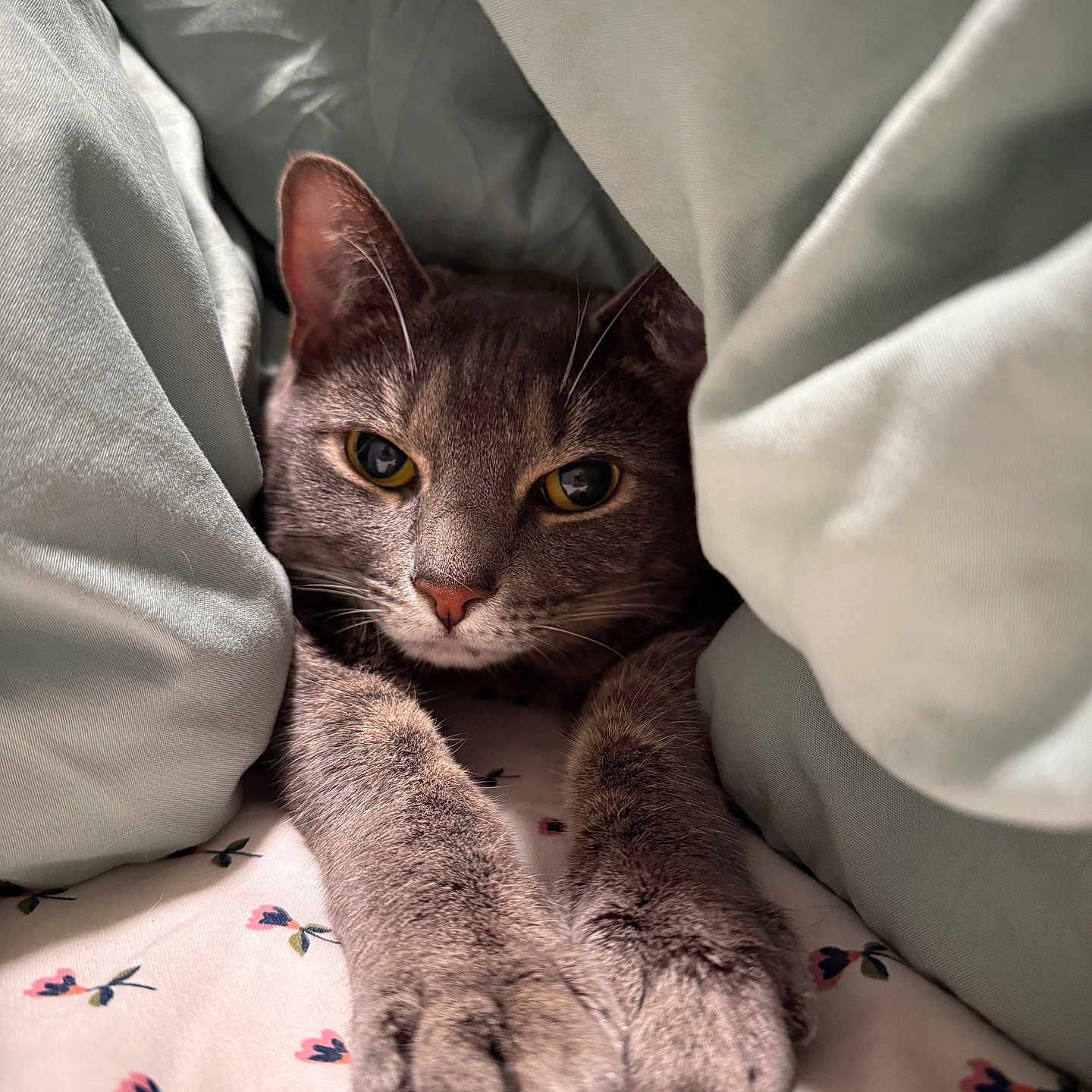 Mishti And Horchata is registered to the contest to win money with this photo: animal, bed, blanket, cat, close_up, cozy, cute, ears, feline, floral_pattern, fur, gray_cat, indoor, paws, pet, relaxed, resting, sheet, sleepy, whiskers