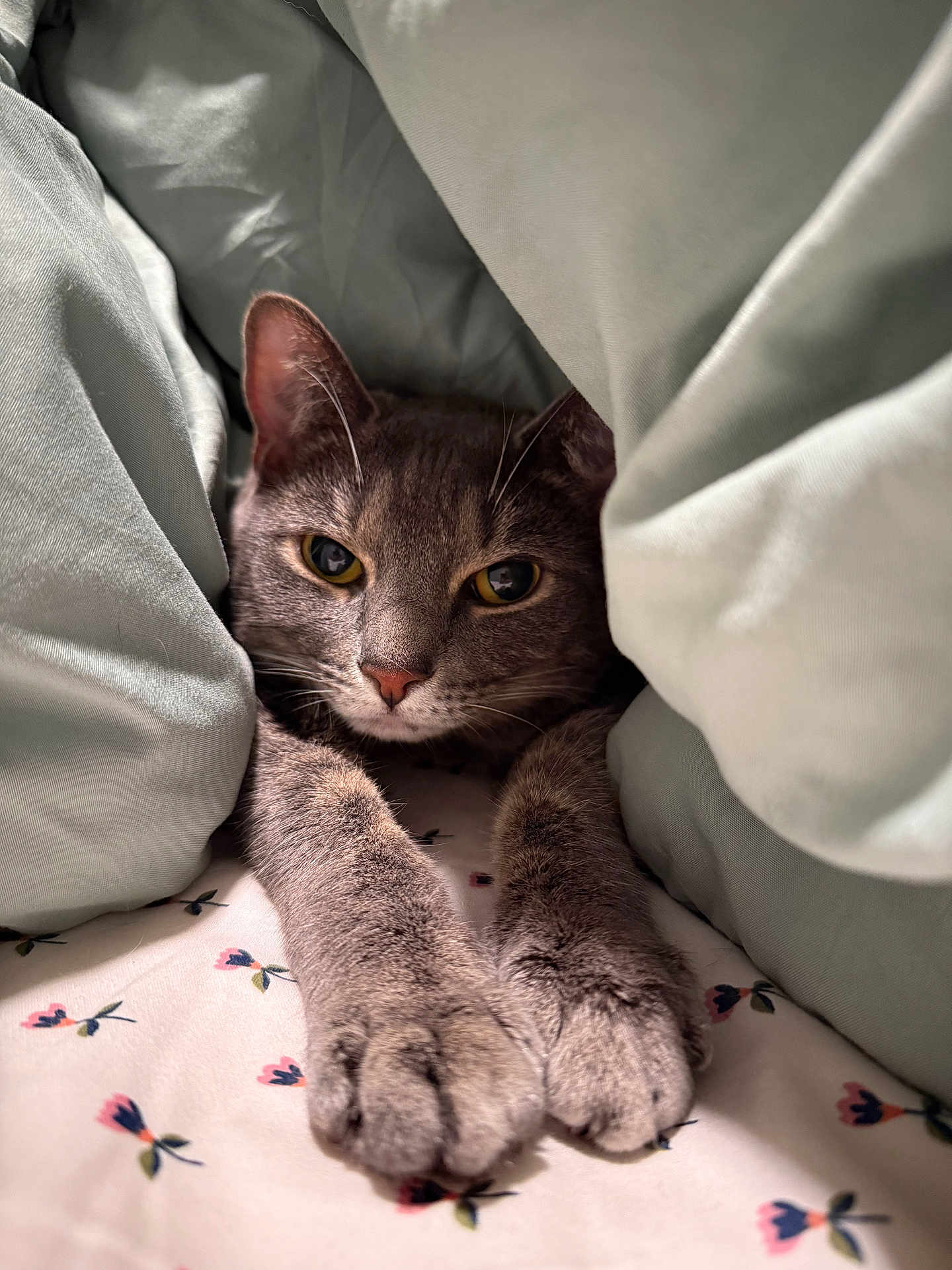 Mishti And Horchata is registered to the contest to win money with this photo: animal, bed, blanket, cat, close_up, cozy, cute, ears, feline, floral_pattern, fur, gray_cat, indoor, paws, pet, relaxed, resting, sheet, sleepy, whiskers