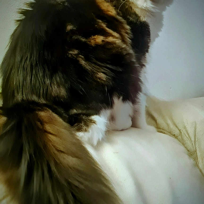 Suki San