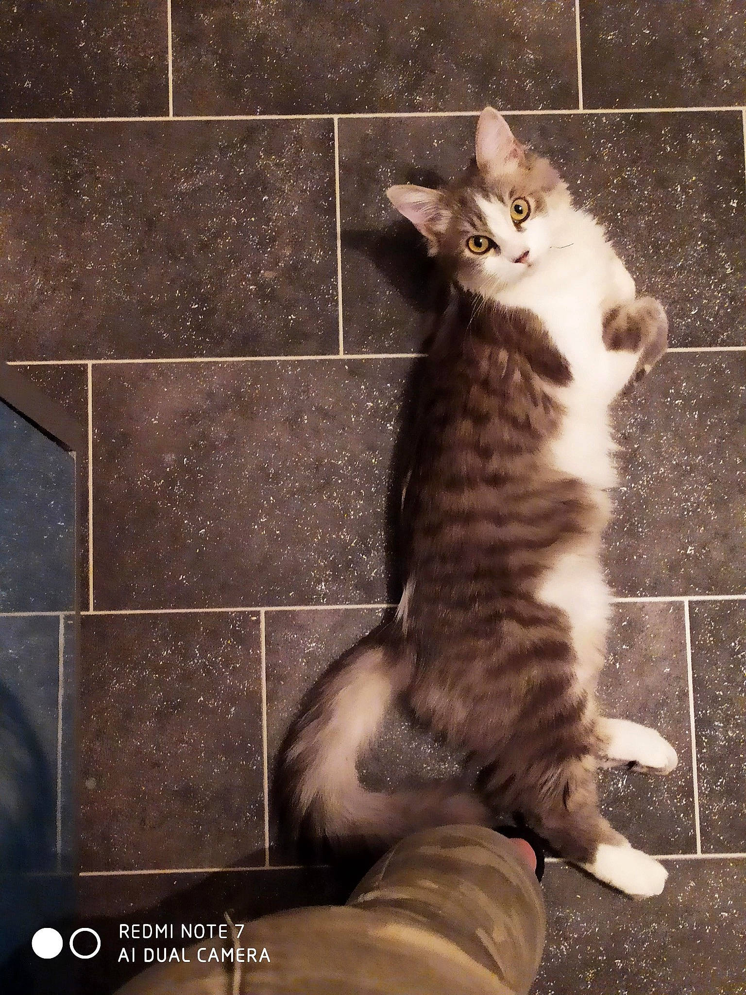 Mia participe au concours pour gagner de l'argent avec cette photo : carnivore, cat, domestic_short_haired_cat, felidae, flooring, foot, fur, grey, metal, monochrome, monochrome_photography, paw, rectangle, small_to_medium_sized_cats, snout, style, tail, tints_and_shades, whiskers, wood