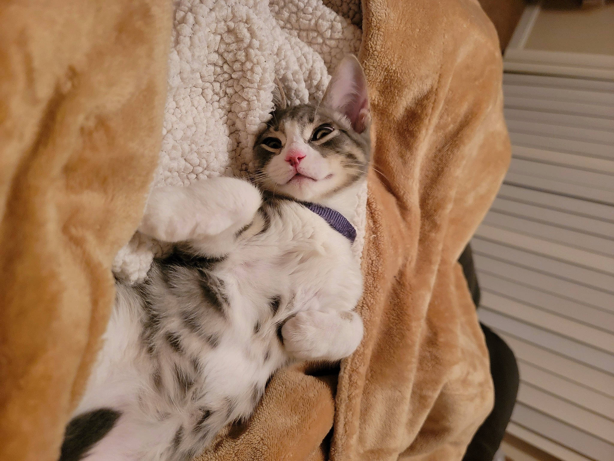 Loki joined the competition — help win amazing prizes! carnivore, cat, claw, comfort, domestic_short_haired_cat, fawn, felidae, fur, grey, nap, paw, small_to_medium_sized_cats, tail, whiskers, wood