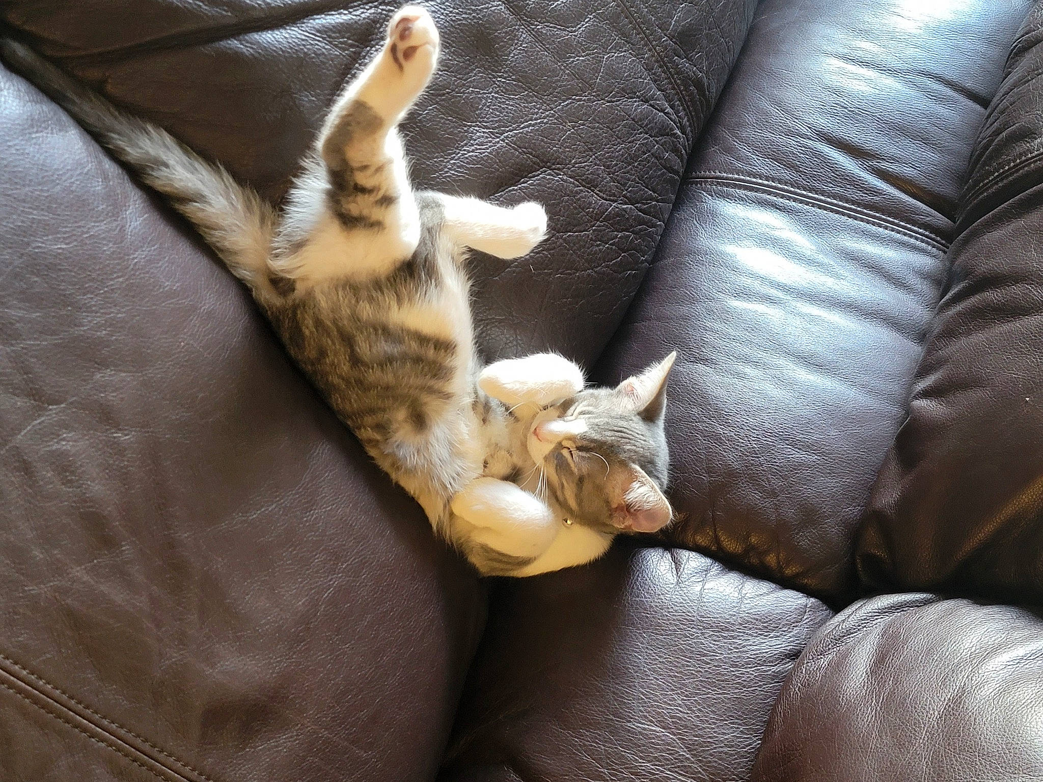 Loki joined the competition — help win amazing prizes! carnivore, cat, claw, comfort, couch, domestic_short_haired_cat, electric_blue, fawn, felidae, fur, grey, linens, nap, paw, room, small_to_medium_sized_cats, tail, whiskers, wood