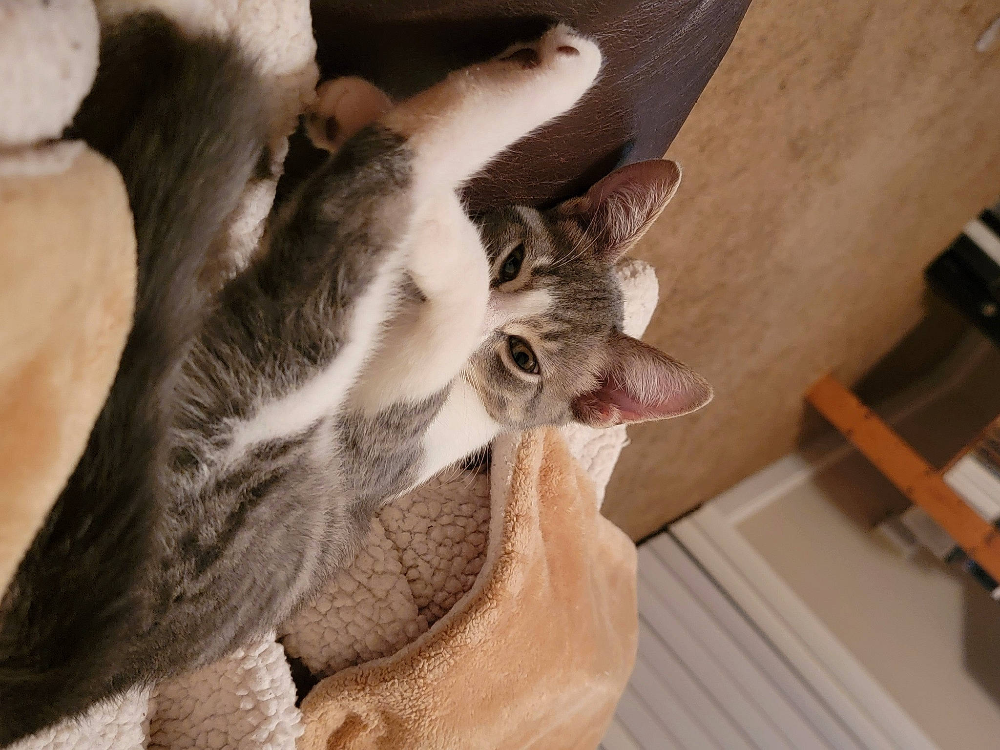 Loki is registered to the contest to win money with this photo: canidae, carnivore, cat, cat_bed, comfort, dog_breed, domestic_short_haired_cat, ear, eye, fawn, felidae, human_leg, jaw, paw, small_to_medium_sized_cats, snout, sporting_group, tail, whiskers, wood