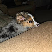 Scooter is registered to the contest to win money with this photo: puppy, dog, fluffy, curious, living_room, couch, beige, spot, nose, ear, fur, pet, animal, indoor, cozy, furniture, closeup, young, cute, side_view