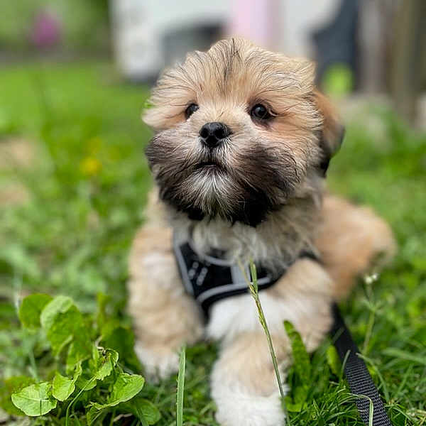 Uioda a rejoint le concours — aidez-le/la à gagner de superbes lots ! puppy, dog, fluffy, small_dog, brown_fur, white_fur, black_harness, leash, grass, garden, outdoors, portrait, close_up, animal, pet, cute, sitting, greenery, natural_light, shallow_depth_of_field