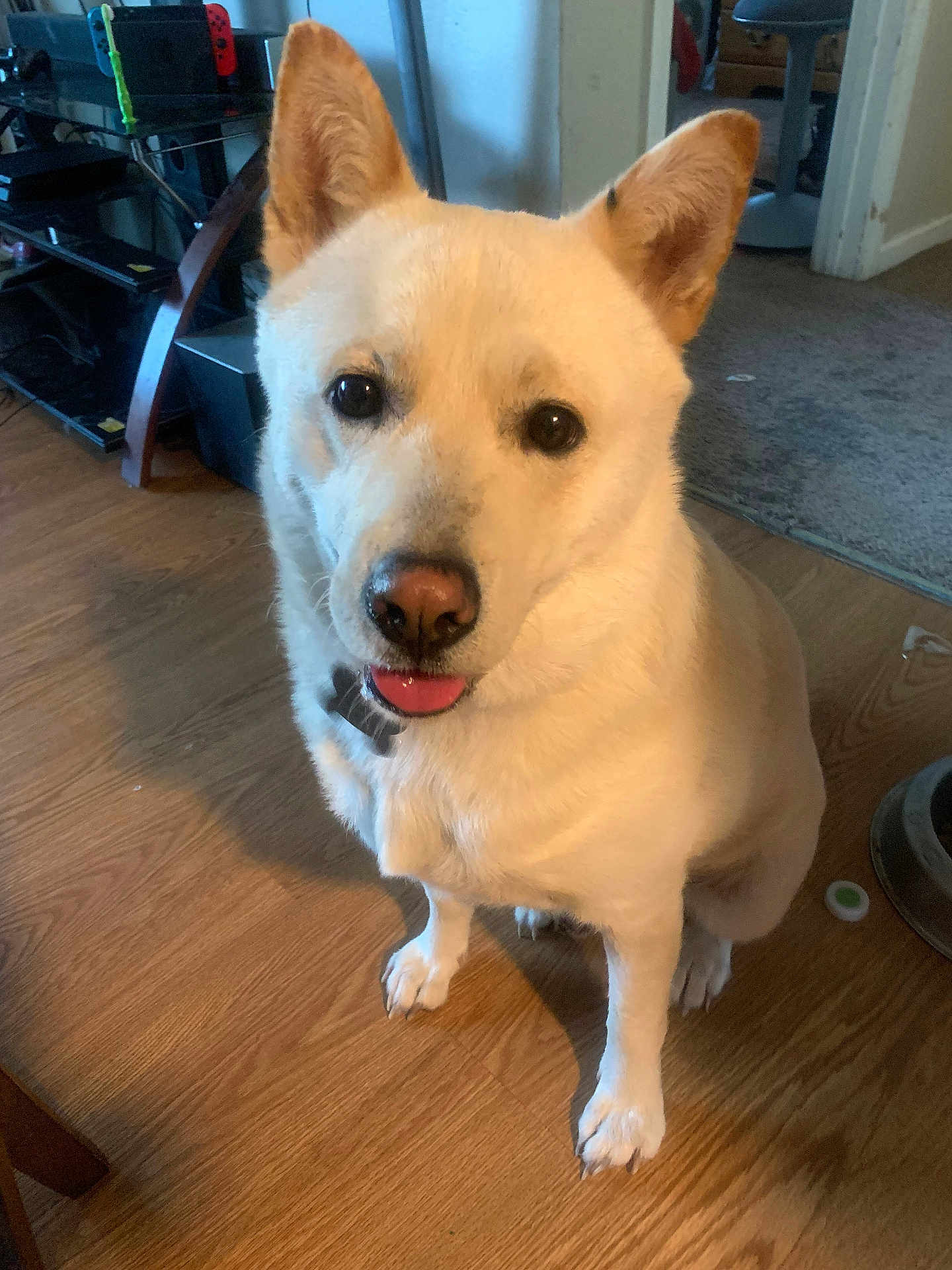 Neo Neil joined the competition — help win amazing prizes! dog, pet, indoor, wooden_floor, ears, tongue, fur, animal, cute, household, sitting, flooring, domestic, canine, collar, room, playful, looking_up, companion, friendly